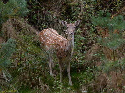 Nečekané setkání