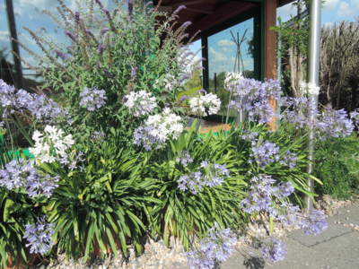 Agapanthus v Dendrol. zahradě v Průhonicích