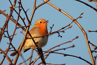 Přijde jaro, přijde