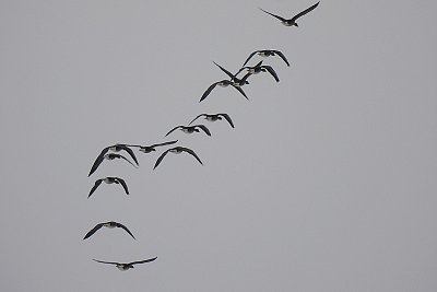 Kam letí ten pták?