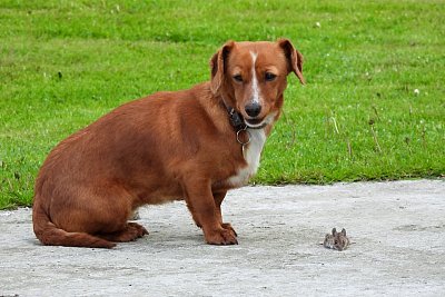 Slavný lovec Pampalini