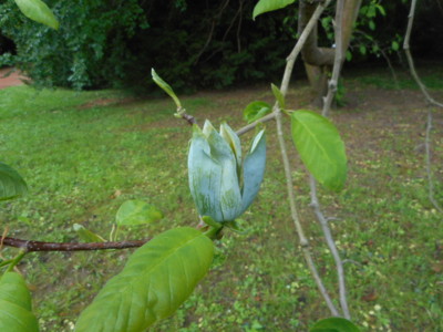 V parku-květ tulipánovníku