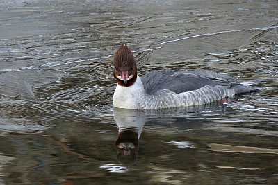 V ledovém zrcadle