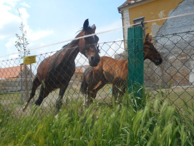 Na tohle se dívám z okna.