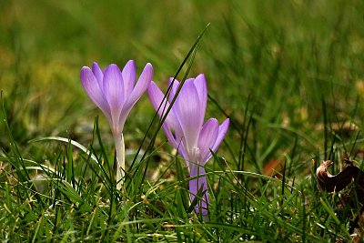 Jarní zlínské pozdravení*