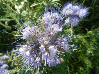 Svazenka vratičolistá