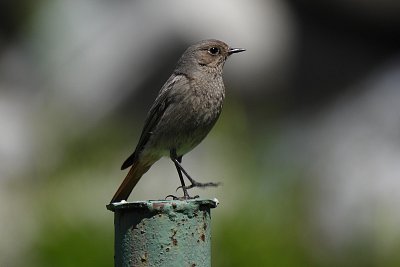 Jedeš, já se chci fotit