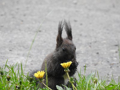Mám ráda pamplešiky