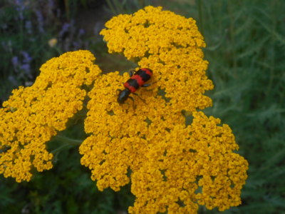 Pestrokrovečník na kytce.