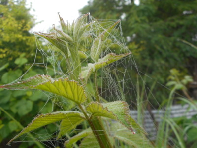 Ostružina   zajetí pavučiny