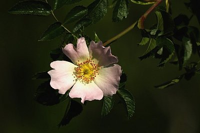 K dnešnímu svátku Janům a Honzům