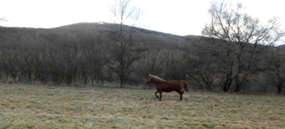 Procházka s koňmi