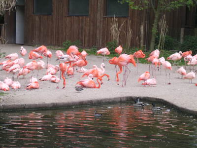 Sešlost plameňáků