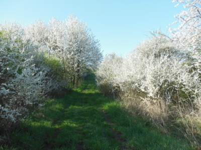 Zasněžené stromy a keře