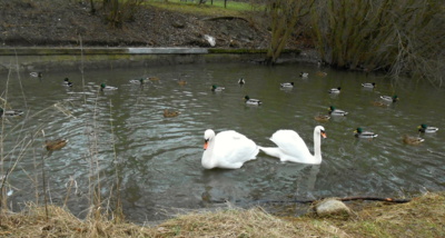 Labutě na rybníku