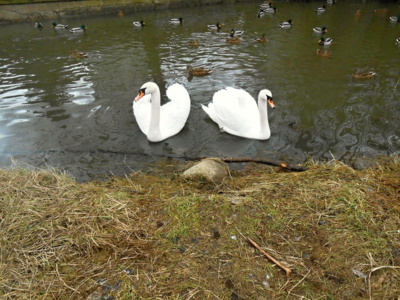 Labutě na rybníku