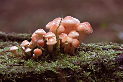 Do třetice - z lesa