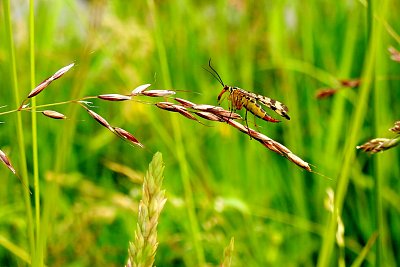 Ze života hmyzu