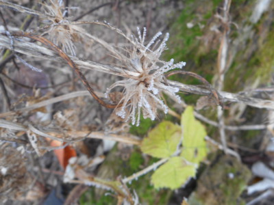 I plevel může být krásný