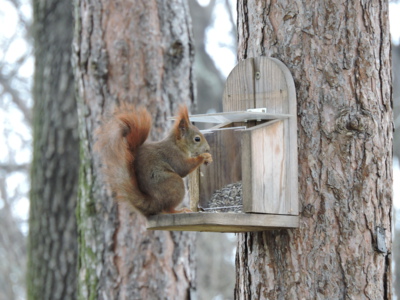 Zrzečka z Holešovic