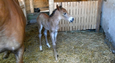 Jsem kobylka a je mi jeden den