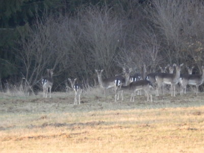 Daňčí zvěř, 324 kroků