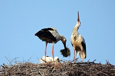 Táta přinesl snídani*