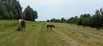 Hříbě ll.