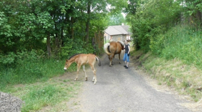 Hříbě ll.