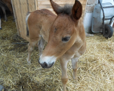 Hříbě ll.