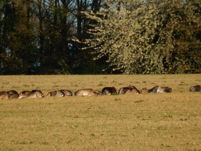 Daňci drží poledne