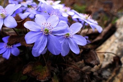 Jaterník podléška