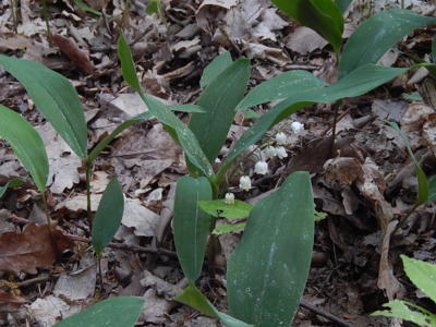 Živá, čerstvá, přivoňte