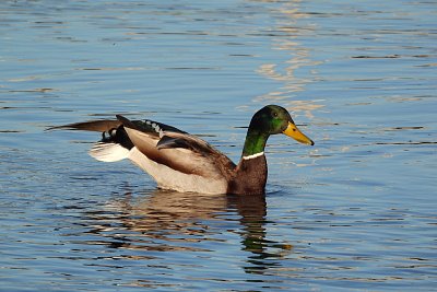 Slečno, neznáme se ?