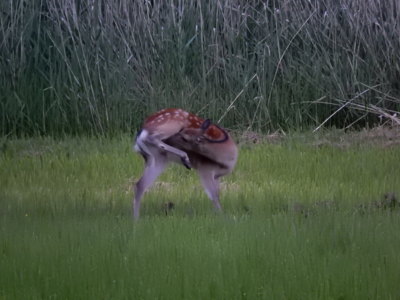 Kousají, štípají, žerou