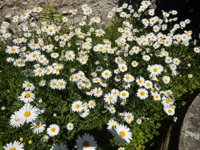 Sekačka nás minula