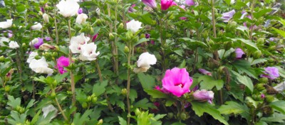 V ibiškovém pralese