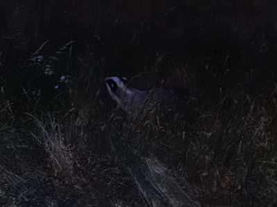 Jezevec ( 21,30 hod.)