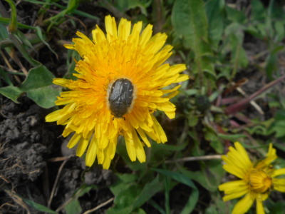 Zlatohlávek huňatý, chráněný brouk.