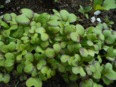 Vitamíny, hořčice čínská