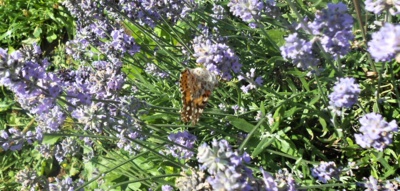 Motýlí mlsání na levanduli