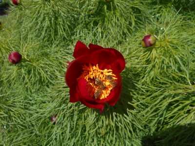 ještě jedna by se vešla