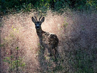 Dnešní ráno v lese