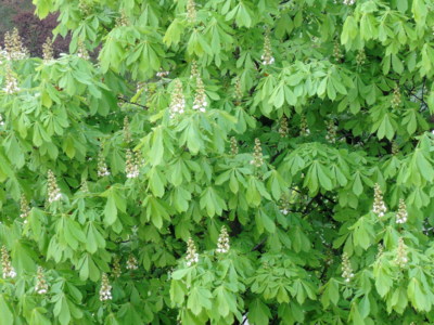 Už rozkvétají kaštany.