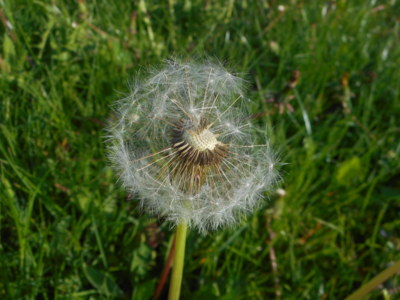 pampeliška odkvetlá