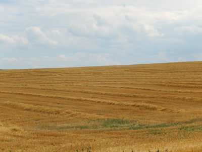 Po svatém Janu Husi šelma sedlák, který srpy nebrousí.