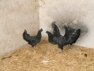 To není černobílé foto , druh slepic.