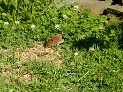 Nebojím, nebojím, heč.