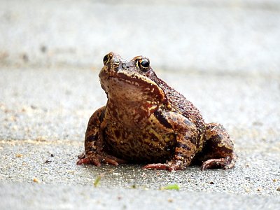 Na svatého Řehoře skákala žabka po dvoře