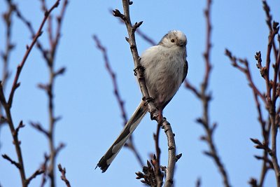Neposeda, mlynařík dlouhoocasý